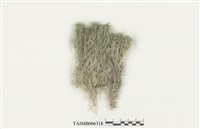 藏品(白齒泥炭苔)的圖片